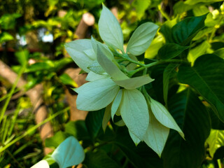 The Nusa Indah flower has white leaf-shaped flowers showing a beautiful contrast