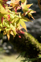 紅葉