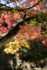 秋、紅葉