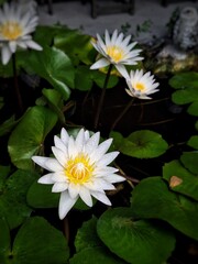 Beautiful white lotus flowers in the lake, perfect for a background.