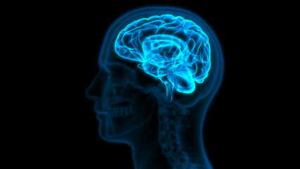 Obraz premium Central Organ of Human Nervous System Brain Anatomy 