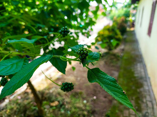 Lantana flowers that have not yet bloomed are still round and shiny green