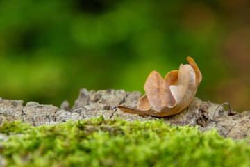 Leaf on a Trunk