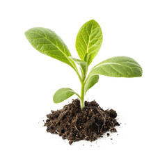 Green leaf tree branch transparent background