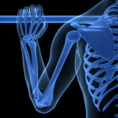 Human Skeleton System Bone Joints Anatomy	