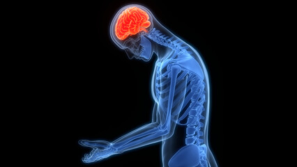Central Organ of Human Nervous System Brain Anatomy