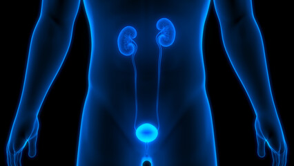 Human Urinary System Kidneys with Bladder Anatomy
