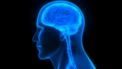 Central Organ of Human Nervous System Brain Anatomy