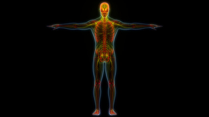 Obraz premium Central Organs of Human Nervous System Brain Anatomy