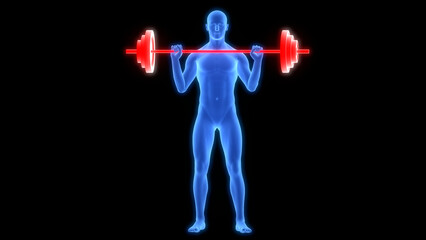 Human Lifting Heavy Barbell with Weights Anatomy