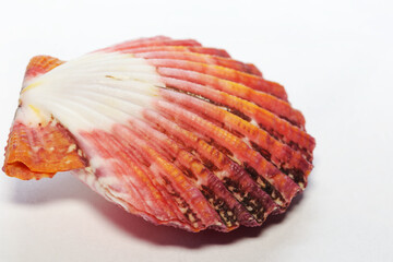 Profile view Royal Mantle Scallop or Pecten Pallium, a beautiful bivalve shell whose habitat is indopacific and red sea