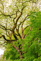 Tree and green moss in the Occitanie forest in France