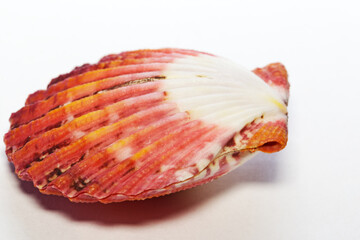 Profile view Royal Mantle Scallop or Pecten Pallium, a beautiful bivalve shell whose habitat is indopacific and red sea