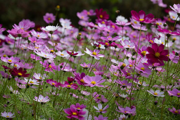 Fototapeta premium 가을의 정취를 느끼게 하는 코스모스