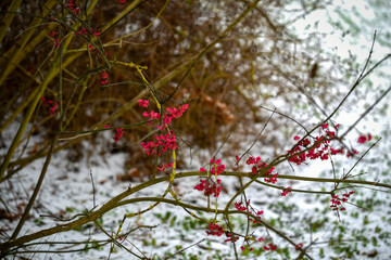 red berries in the autumn
