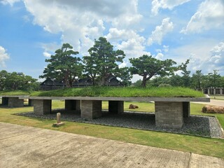 Big bonsai in the park