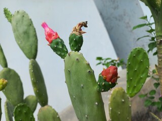 cactus flowers