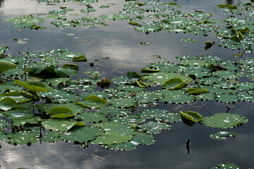 summer forest and lake
