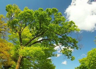 Fototapeta premium 春の新緑の若葉の木と青空