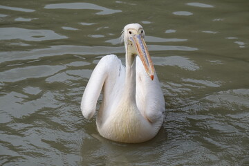 pelicans in the lake