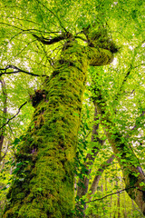 Tree and green moss in the Occitanie forest in France