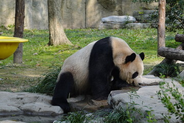 giant panda bear eating bamboo