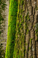 Tree and green moss in the Occitanie forest in France