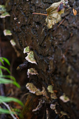 Turkey-tail (Trametes versicolor)