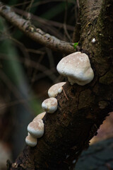 Hoof Fungus (Fomes fomentarius)