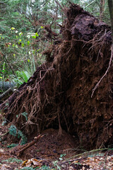 Fototapeta premium Storm damage in the forest