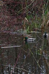 Ducks in a pond