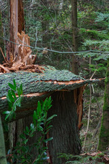 Fototapeta premium Storm damage in the forest
