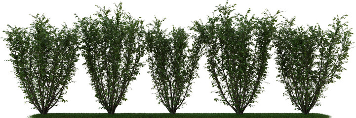 A group of trees that are in a row on a grassy area