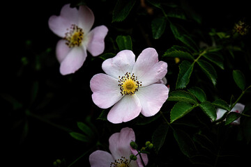 white flower on black background