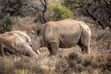 Nash&ouml;rner in freier Wildbahn