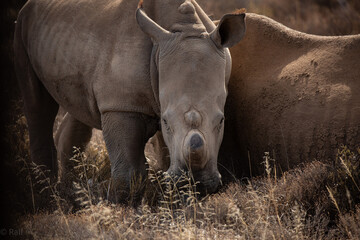 Nash&ouml;rner in freier Wildbahn