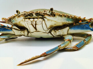 Portrait of aggressive blue crab, an invasive species but very tasty, in cuisine and used for many crustaceans recipes.