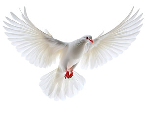 Fototapeta premium a white bird with wings spread