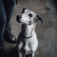 A greyhound dog is sitting and waiting for food at the owner's command.2