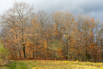 Fototapeta premium Autumn Forest with Bare Trees and Golden Leaves Under Dramatic Sky in Natural Landscap