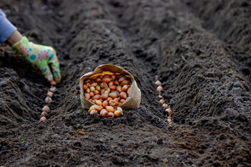 Woman planting autumn onions. Selective focus.
