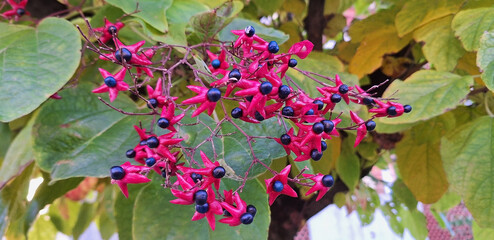 Harlequin glorybower or clerodendrum trichotomum tree with red flowers and black fruits growing in the garden of a house. Panorama.