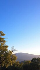 a large tree in the middle of a field cloudless blue sky