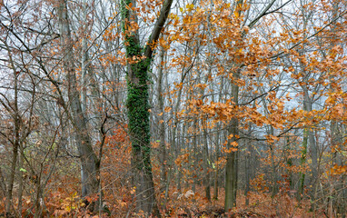 Autumn Forest with Bare Trees, Orange Leaves, and Ivy-Covered Trunks in a Serene Natural Setting