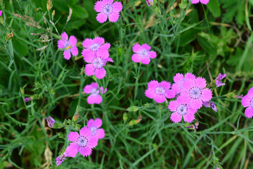 purple flowers of wild carnation in the green grass wallpaper   