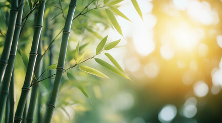 Green bamboo stalks illuminated by sunlight in a serene forest setting during the golden hour