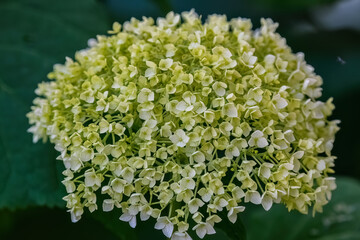 close up of a flower