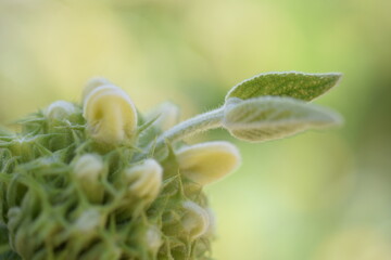 tiny leaves on flower bud
