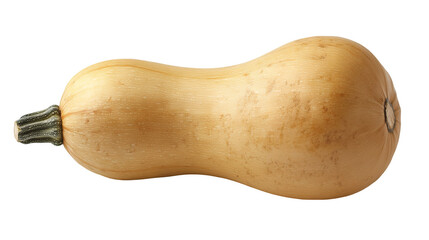 Fresh golden butternut squash with smooth surface isolated on a transparent background, PNG