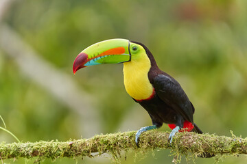 Fischertukan © Matthias